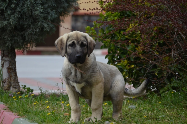 Anatolský pastevecký pes Dogs Informace - velikost, povaha, délka života & cena | iFauna