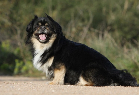 Tibetan spaniel store black and tan