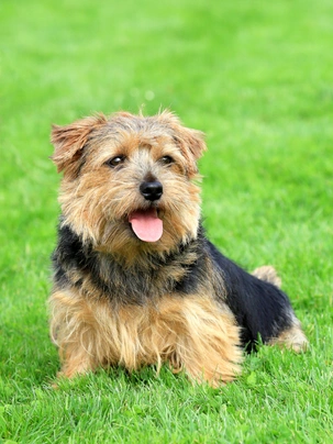 Black and store tan norfolk terrier