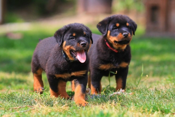 Rottweiler Dogs Ras: Karakter, Levensduur & Prijs | Puppyplaats