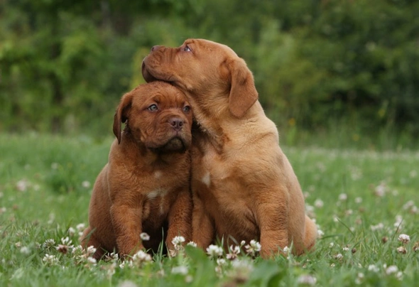 Dogue De Bordeaux Dogs Breed | Facts, Information and Advice | Pets4Homes