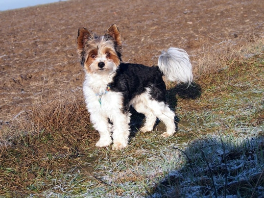 Biewer terrier adult hotsell