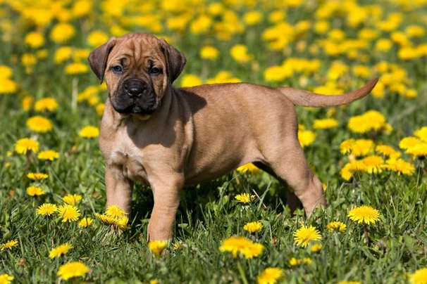 Presa Canario Dogs Breed - Information, Temperament, Size & Price | Pets4Homes