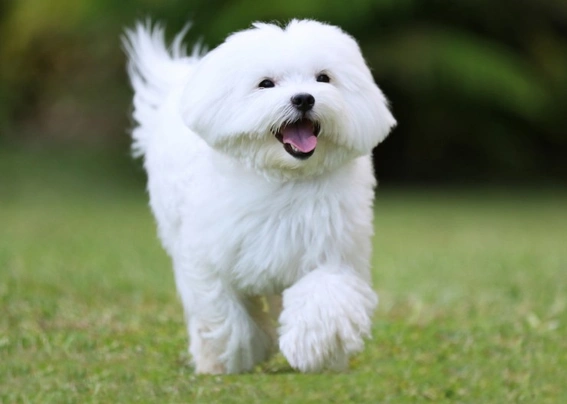 Maltese Dogs Breed - Information, Temperament, Size & Price | Pets4Homes