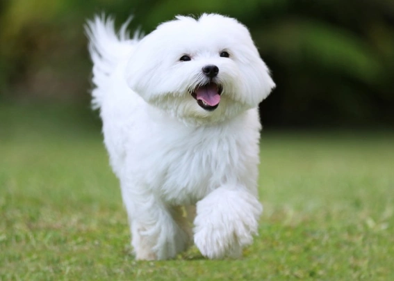 Maltese sales terrier size