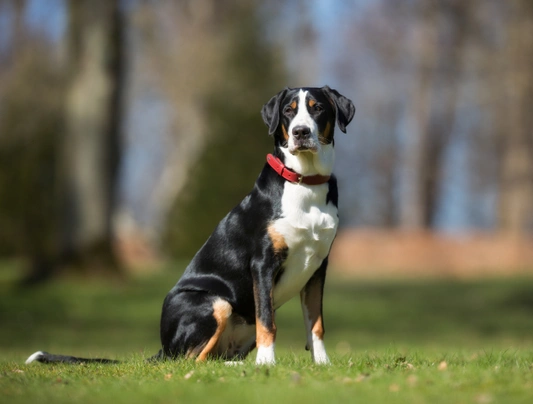 Mini greater store swiss mountain dog