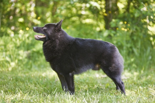 Schipperke Dogs Raza - Características, Fotos & Precio | MundoAnimalia