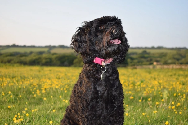 Full hot sale grown springerdoodle