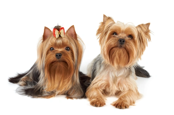 Yorkshire Terrier Dogs Breed | Facts, Information and Advice | Pets4Homes