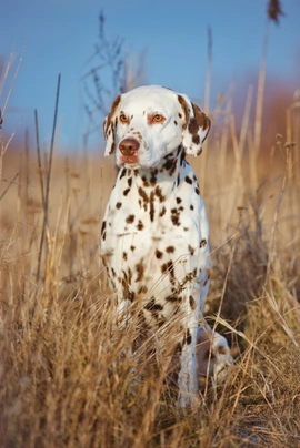 Dalmatin Dogs Informace - velikost, povaha, délka života & cena | iFauna
