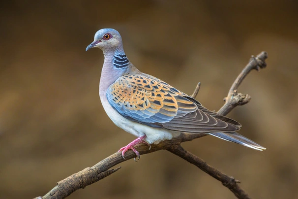 Hrdlička divoká Birds Informace - velikost, povaha, délka života & cena | iFauna