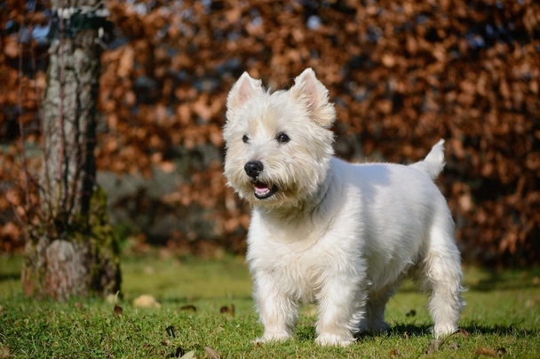 West highland white teriér Dogs Plemeno / Druh: Povaha, Délka života & Cena | iFauna