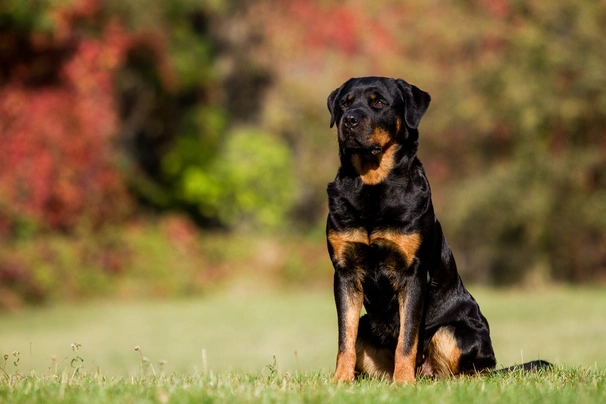 Rotvajler Dogs Informace - velikost, povaha, délka života & cena | iFauna