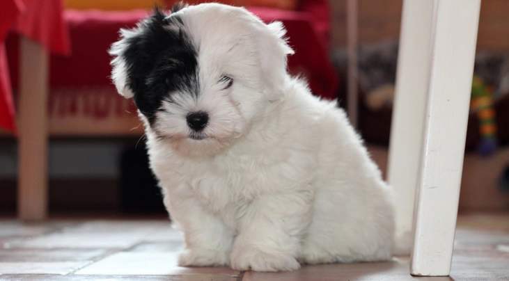 Coton de Tulear Dogs Razza - Prezzo, Temperamento & Foto | AnnunciAnimali