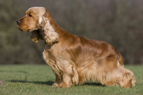 Cocker Spaniel Inglés Dogs Raza - Características, Fotos & Precio | MundoAnimalia