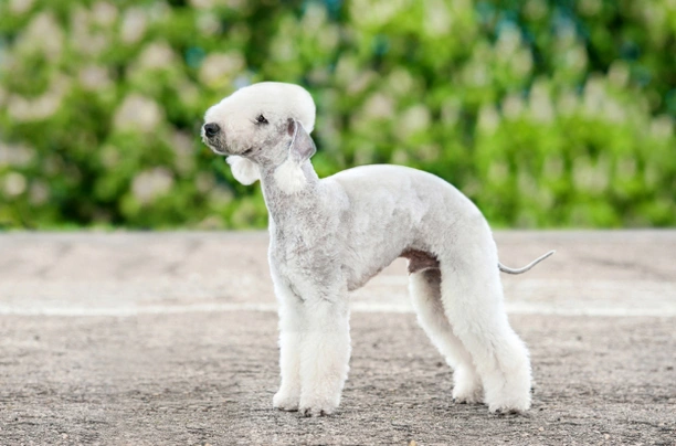 Bedlington Terrier Dogs Razza - Prezzo, Temperamento & Foto | AnnunciAnimali