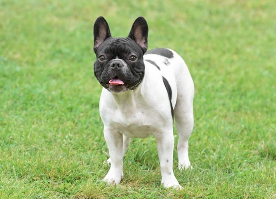 French Bulldog Dogs Breed - Information, Temperament, Size & Price | Pets4Homes