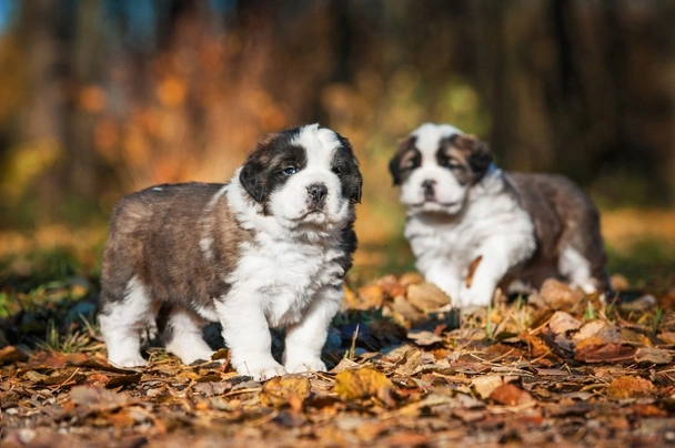 Bernardýn Dogs Informace - velikost, povaha, délka života & cena | iFauna