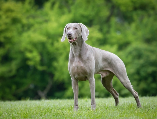 Weimaraner Dogs Razza - Prezzo, Temperamento & Foto | AnnunciAnimali