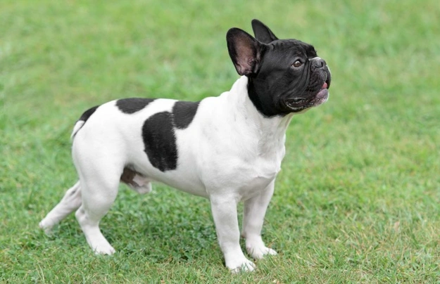 French Bulldog Dogs Breed - Information, Temperament, Size & Price ...