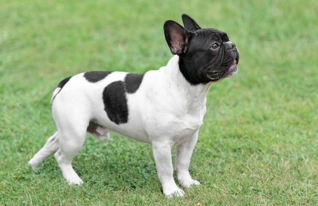 French Bulldog Dogs Breed - Information, Temperament, Size & Price | Pets4Homes