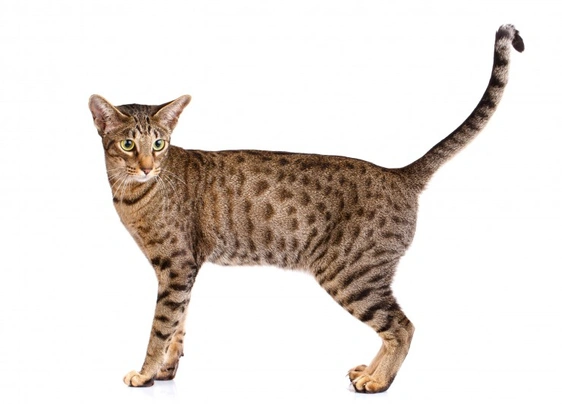 Ocicat Cats Breed - Information, Temperament, Size & Price | Pets4Homes