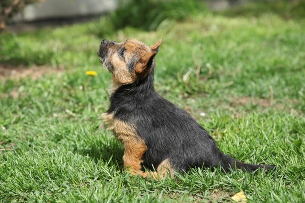 Norwich Terrier Dogs Breed - Information, Temperament, Size & Price | Pets4Homes