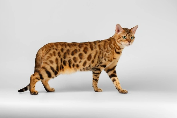 Bengal Cats Breed - Information, Temperament, Size & Price | Pets4Homes