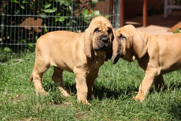 Bloodhound Dogs Informace - velikost, povaha, délka života & cena | iFauna