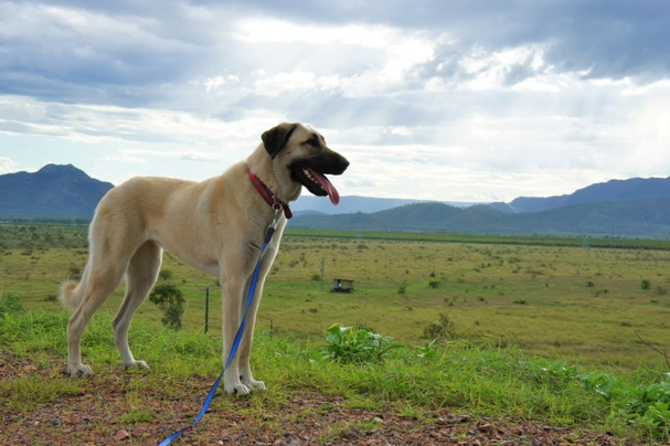 Pastor de Anatolia Dogs Raza - Características, Fotos & Precio | MundoAnimalia