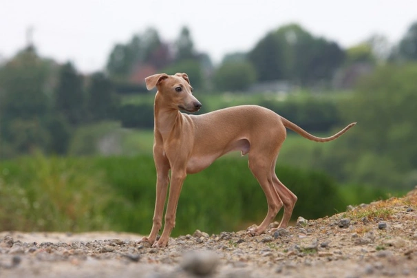 Italiaans Windhondje Dogs Ras: Karakter, Levensduur & Prijs | Puppyplaats