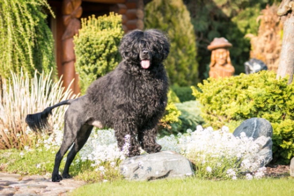 Portuguese Water Dog Dogs Breed - Information, Temperament, Size & Price | Pets4Homes