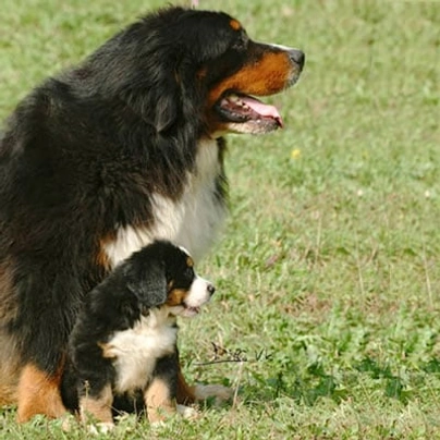 Bernese Mountain Dog Dogs Breed - Information, Temperament, Size & Price | Pets4Homes