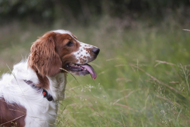 Welsh Springer Spaniel Dogs Raza - Características, Fotos & Precio | MundoAnimalia