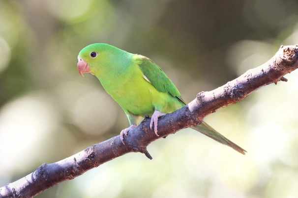 Tirika zelený Birds Informace - velikost, povaha, délka života & cena | iFauna