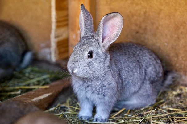 Silver Rabbits Breed - Information, Temperament, Size & Price | Pets4Homes
