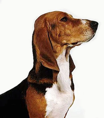 Basset Artésien-Normand Dogs Raza | Datos, Aspectos destacados y Consejos de compra | MundoAnimalia