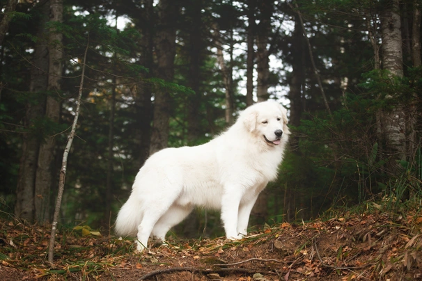 Maremmansko-abruzský pastevecký pes Dogs Informace - velikost, povaha, délka života & cena | iFauna