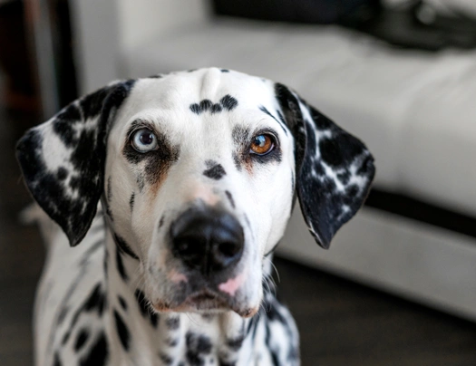 Dalmatian Dogs Breed - Information, Temperament, Size & Price | Pets4Homes