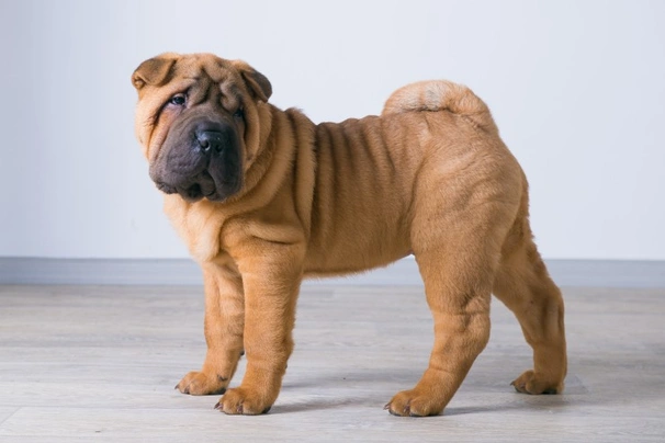 Chinese teacup store shar pei puppies