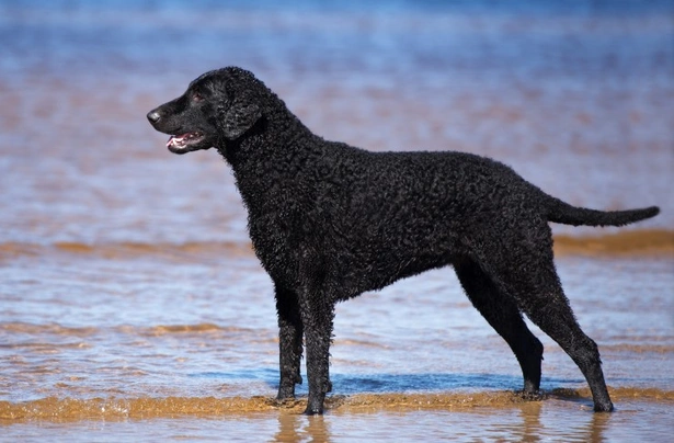 Curly coated retrívr Dogs Informace - velikost, povaha, délka života & cena | iFauna