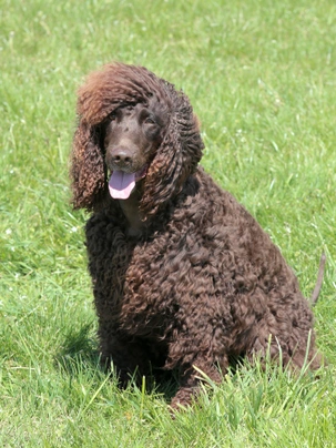 Irish water spaniel for sale hot sale near me