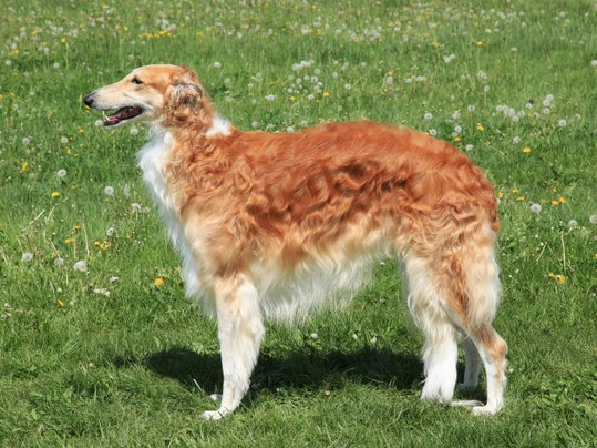 Borzoi Dogs Raza - Características, Fotos & Precio | MundoAnimalia