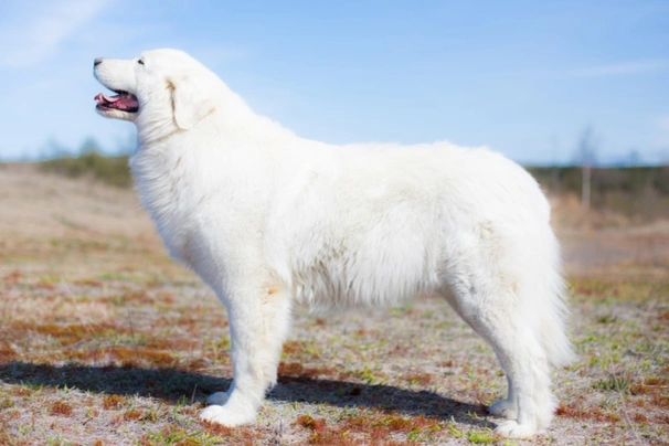 Maremma Sheepdog Dogs Breed - Information, Temperament, Size & Price | Pets4Homes