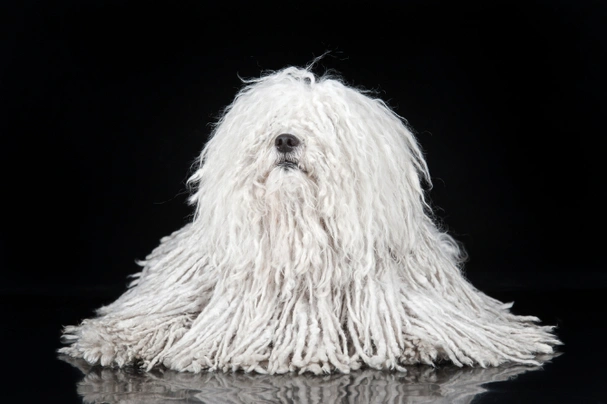 Hungarian puli sale price