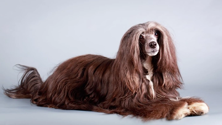 Long hair outlet dog price