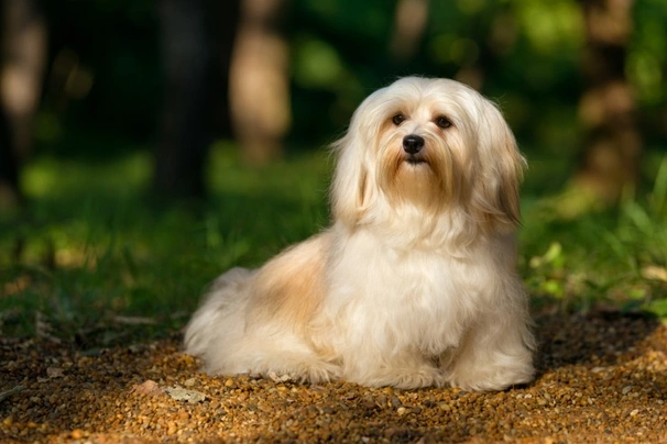 Havanese Dogs Breed - Information, Temperament, Size & Price | Pets4Homes
