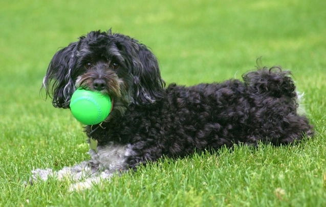 Maltipoo Dogs Razza - Prezzo, Temperamento & Foto | AnnunciAnimali