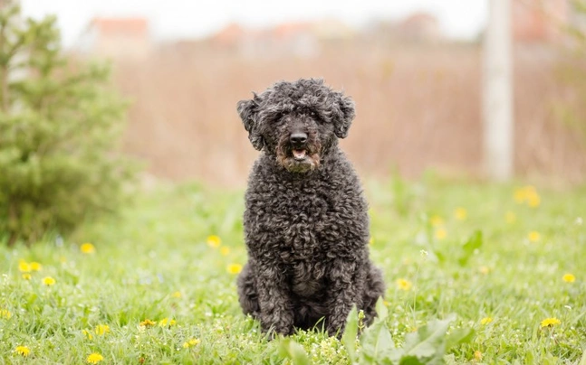 Puli Dogs Informace - velikost, povaha, délka života & cena | iFauna