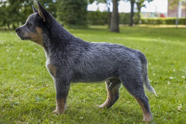 Registered blue heeler hot sale puppies for sale